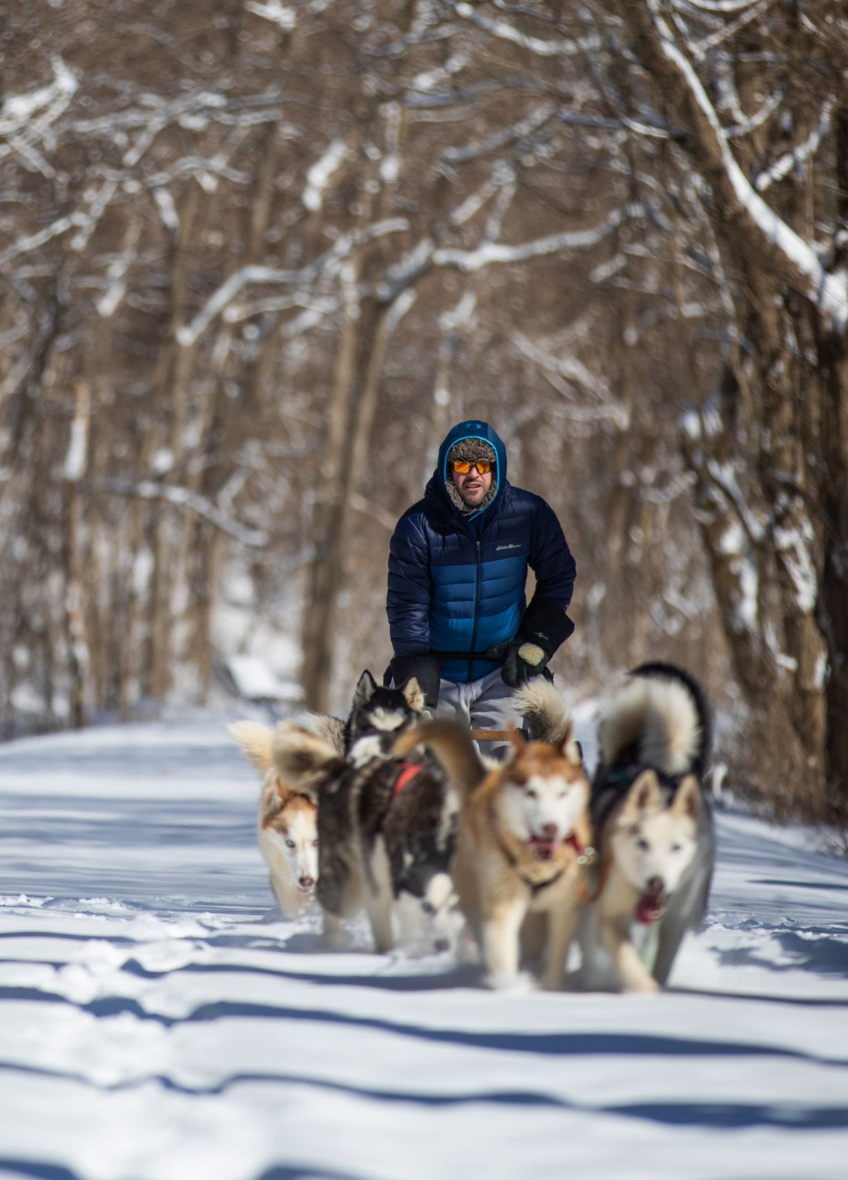 Snow treat for sled dog team